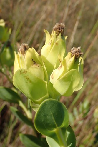 Image of Lopholaena disticha by no rights reserved
