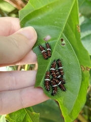 Cethosia penthesilea