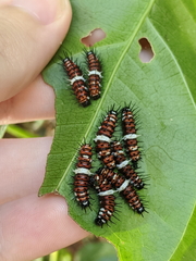 Cethosia penthesilea