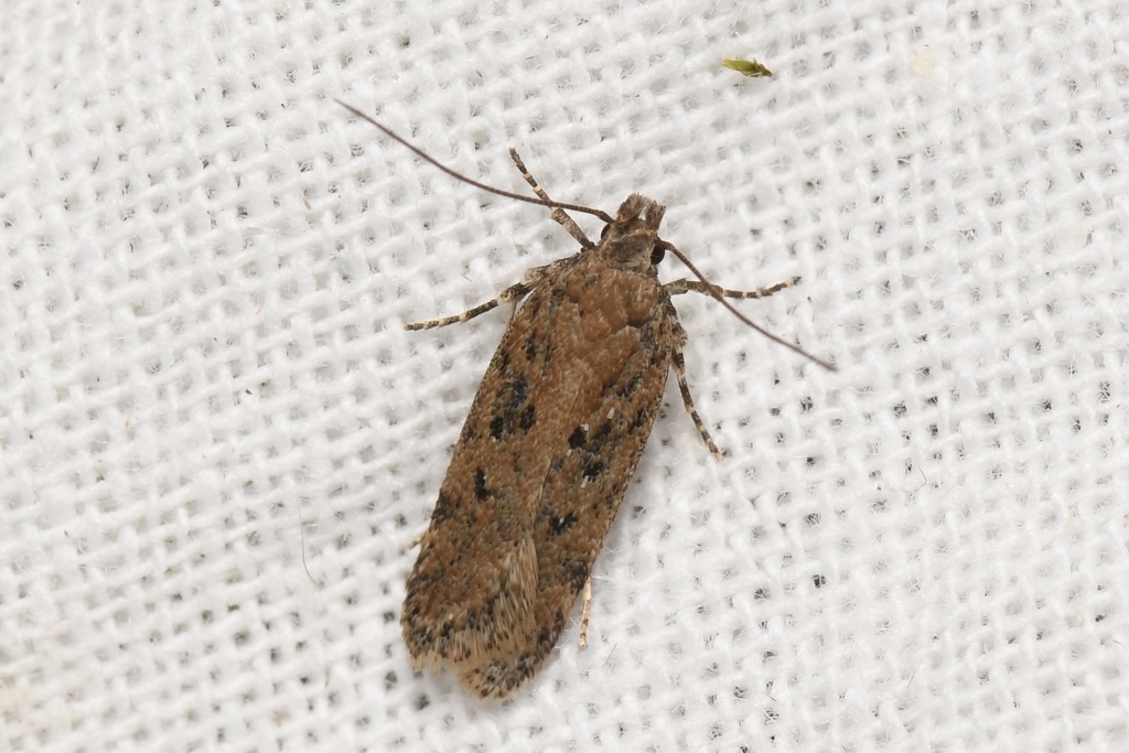 Bryotropha desertella