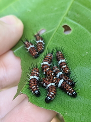 Cethosia penthesilea