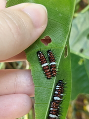 Cethosia penthesilea