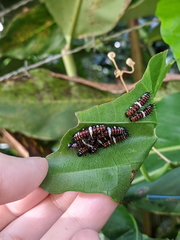 Cethosia penthesilea