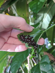 Cethosia penthesilea
