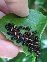 Cethosia penthesilea