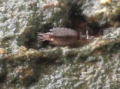 Holoverticata
