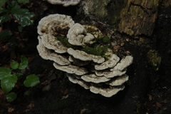Fungi