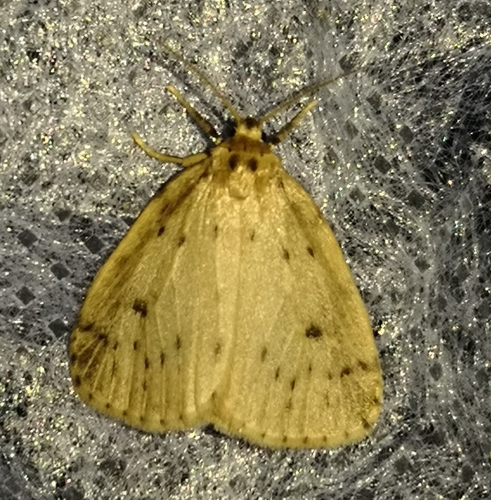 Round-winged Muslin, Schiermonnikoog, NL-FR-SC, NL-FR, NL, photo 6 of 10