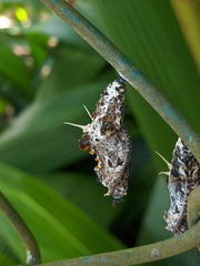 Cethosia penthesilea