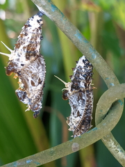 Cethosia penthesilea