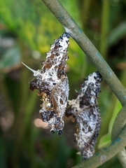 Cethosia penthesilea