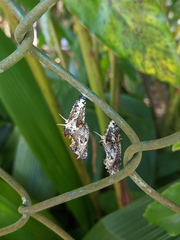 Cethosia penthesilea