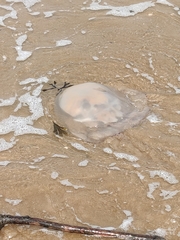 Rhizostomatoidea