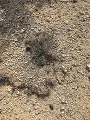 Escobaria missouriensis