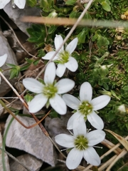 Arenaria ciliata
