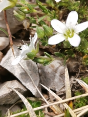 Arenaria ciliata