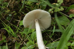 Fungi