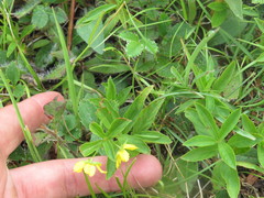 Lysimachia lanceolata