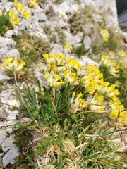 Anthyllis vulneraria alpestris