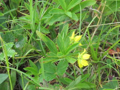 Lysimachia lanceolata
