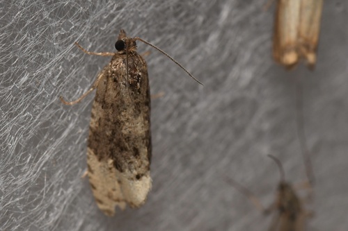 Off-white Hedya Moth, Schiermonnikoog National Park, Schiermonnikoog, Fryslân, NL, photo 10 of 10