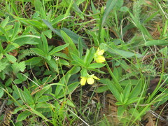 Lysimachia lanceolata