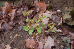 Euphorbia mercurialina