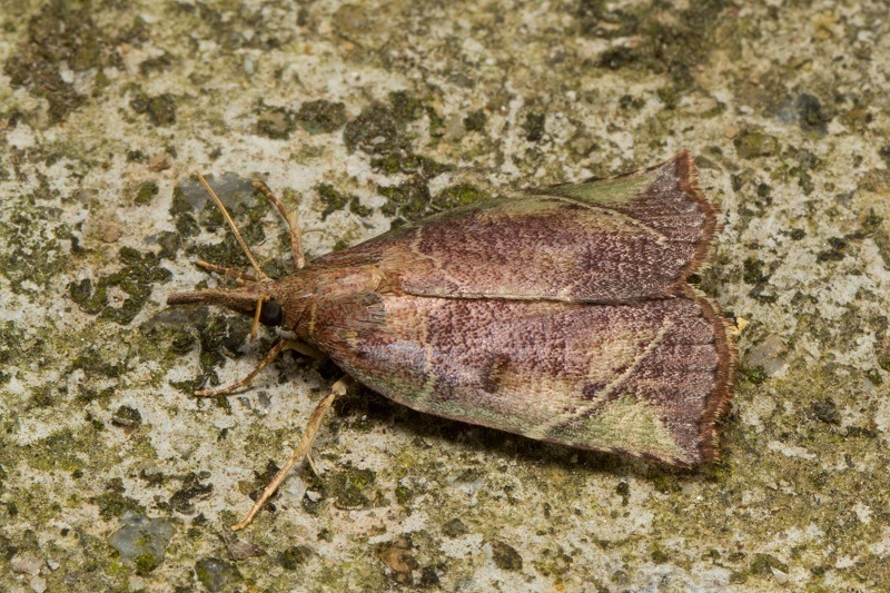 Parolulis olivescens