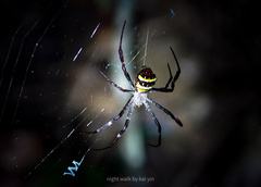 Argiope aetheroides