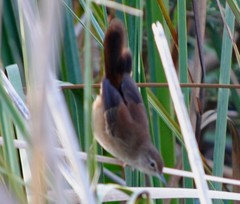 Bradypterus baboecala