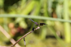 Erythrodiplax umbrata