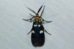 Vitessa