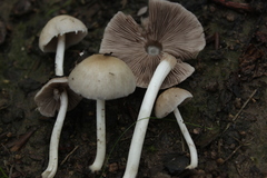 Fungi