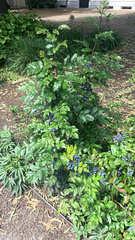 Berberis aquifolium