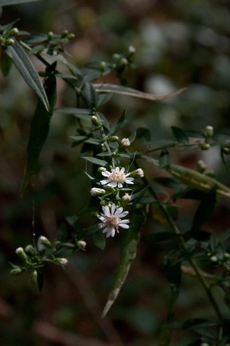 Symphyotrichum lateriflorum var. lateriflorum