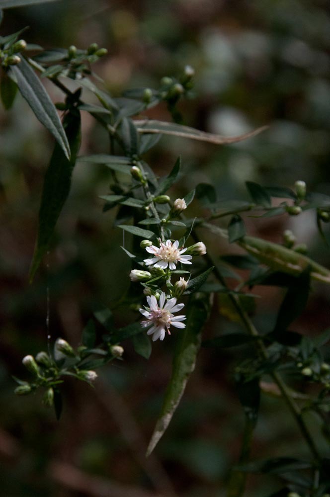 Symphyotrichum lateriflorum var. lateriflorum
