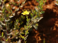 Hypericum triquetrifolium