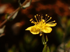 Hypericum triquetrifolium