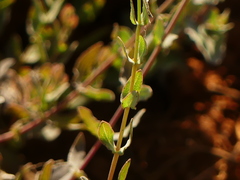 Hypericum triquetrifolium