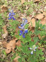 Lupinus subcarnosus