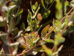 Hypericum triquetrifolium