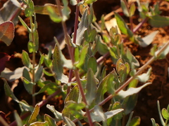 Hypericum triquetrifolium