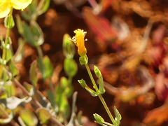 Hypericum triquetrifolium