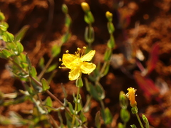 Hypericum triquetrifolium