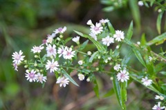 Symphyotrichum lateriflorum lateriflorum