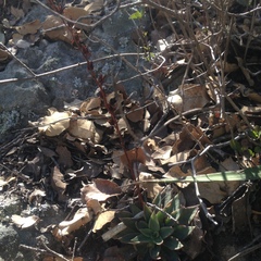 Echeveria calderoniae