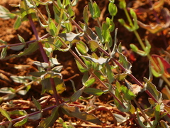 Hypericum triquetrifolium