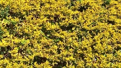 Philothamnus natalensis