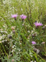 Centaurea
