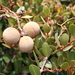 Wild Apricot - Photo (c) Marco Schmidt, some rights reserved (CC BY-NC-SA), uploaded by Marco Schmidt